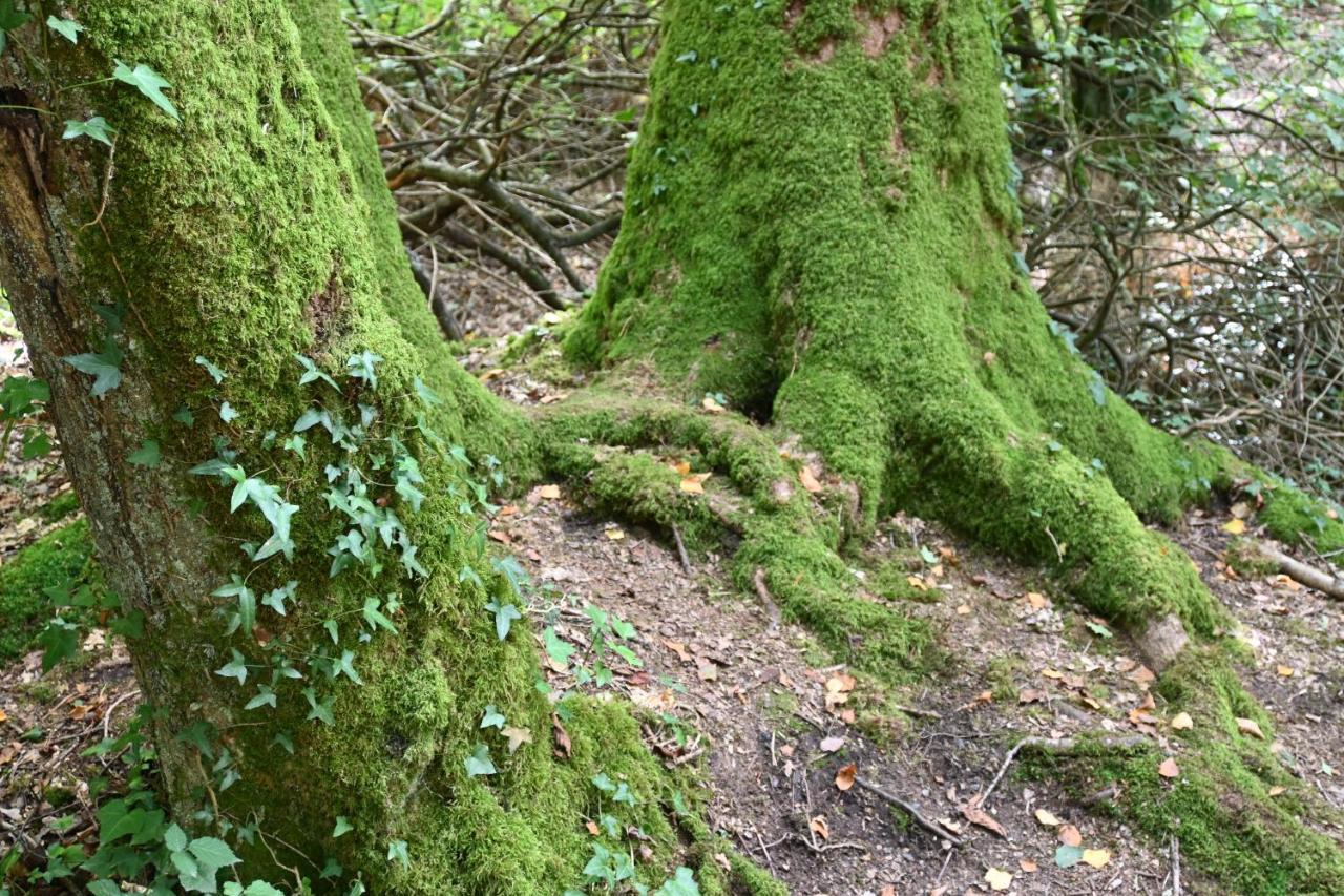 L'Hotie De Broceliande, Au Coeur Des Sites Naturels Et Legendaires Paimpont Exterior foto