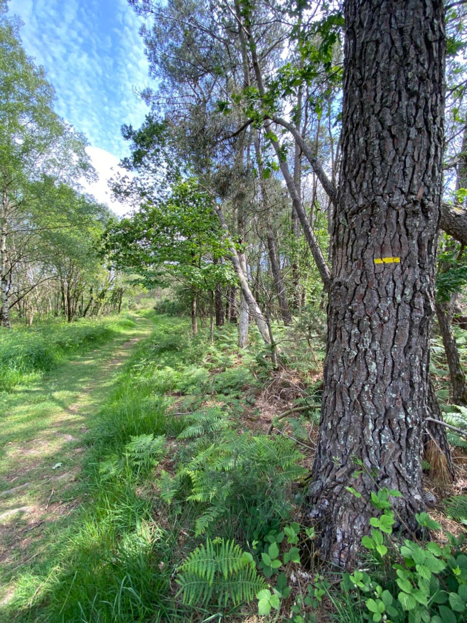 L'Hotie De Broceliande, Au Coeur Des Sites Naturels Et Legendaires Paimpont Exterior foto